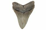 Serrated, 5.28" Fossil Megalodon Tooth - North Carolina - #201753-2